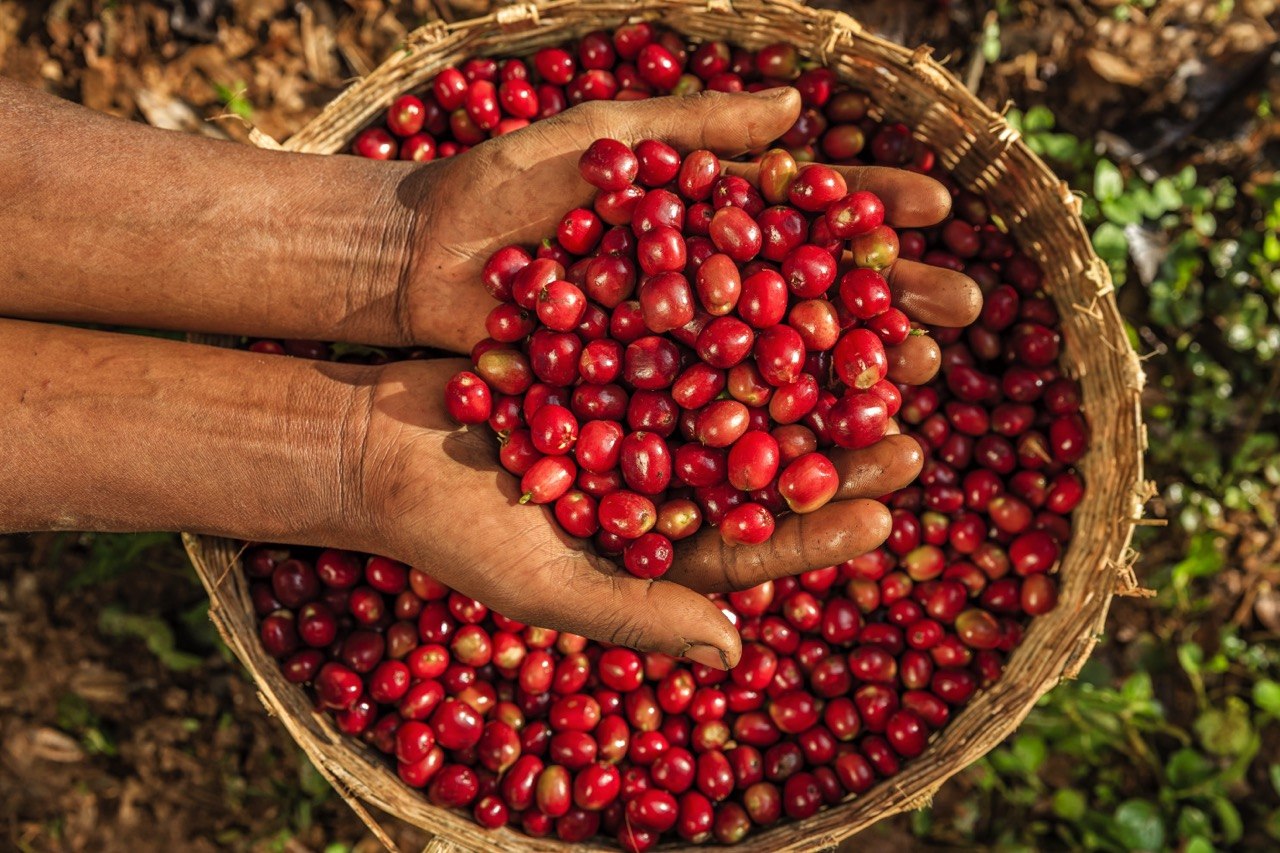 Premium Green Coffee